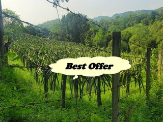 FARM LOT W/FRUIT BEARING TREES & LIVESTOCK for Sale in Batangas Philippines