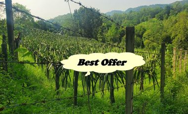 FARM LOT W/FRUIT BEARING TREES & LIVESTOCK for Sale in Batangas Philippines