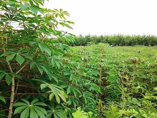 FARM LOT FOR SALE in Batangas Philippines