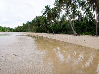“Coastal Dynamics: Analyzing the synergy between tropical flora and tidal zones.”