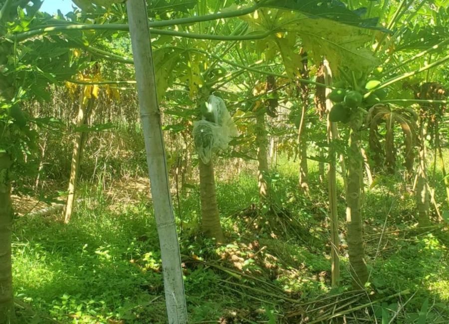 place photo 15