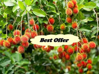FARM LOT W/FRUIT BEARING TREES for Sale in Laguna Philippines
