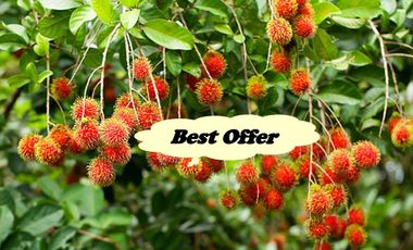 FARM LOT W/FRUIT BEARING TREES for Sale in Laguna Philippines