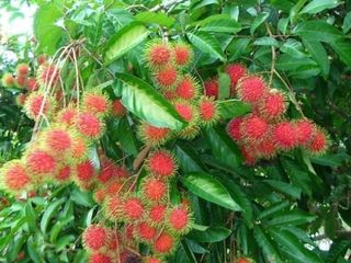 RUSH! FARM LOT W/FRUIT BEARING TREES for Sale in Laguna Philippines
