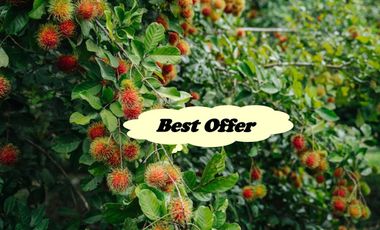 RUSH! FARM LOT W/FRUIT BEARING TREES for Sale in Laguna Philippines