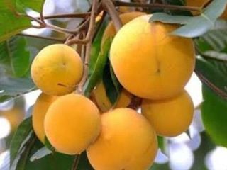 FARM HOUSE  W/FRUIT BEARING TREES for Sale in Laguna Philippines