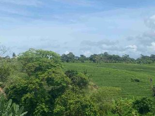 Tanah Murah Full View Sawah dan Sungai