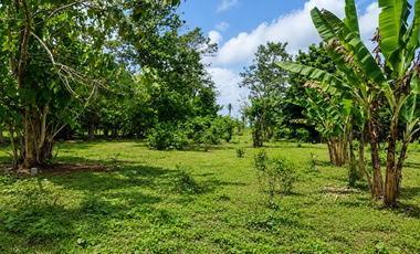 Lot For Sale - 1 Hectare Lot