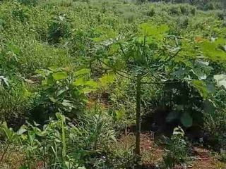 Jual cepat Kebun pepaya 1 Hektar di Purworejo