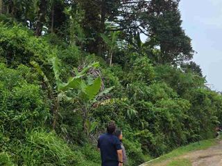 Dijual Tanah Kebun 5732M2 Desa Sukamakmur Kec. Sukamakmur Kab Bogor