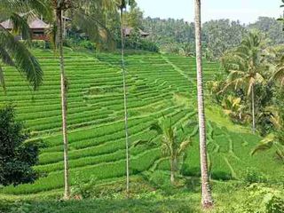 Land for Leasehold with rice field view near Bali Eco Stay