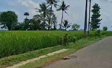 Sawah Pinggir Jalan Raya, Plered, Purwakarta.