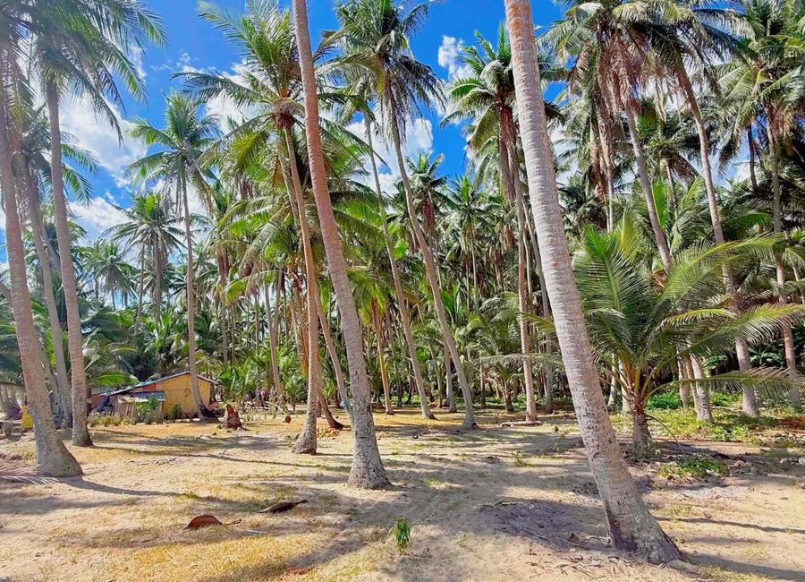 Puting Bato, Ilayang Yuni, Quezon image 3