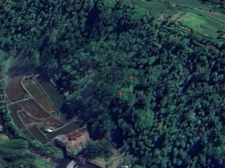 [AMS-052.MM] Dijual Tanah Perkebunan Produktif 55 are di Bebetin Buleleng