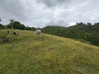 24,729 sqm Prime Raw Land for Sale in Bulasa, Argao Cebu