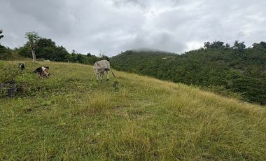 24,729 sqm Prime Raw Land for Sale in Bulasa, Argao Cebu