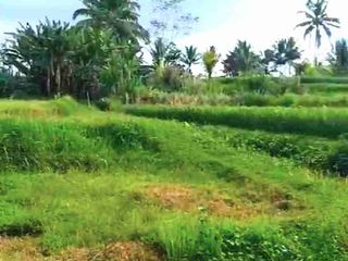 Sawah Produktif Di Penebel Tabanan Bali