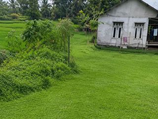 Langka! Tanah Kebun 3.167m² di Balaraja, Air Melimpah Irigasi Sungai Aktif – Cuma 500rb/m²