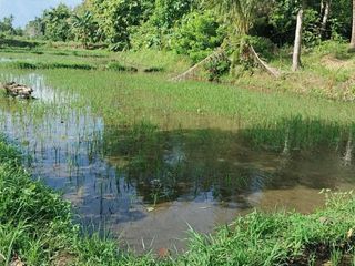 For Sale Two Hectares Rice Field in Talibon, Bohol