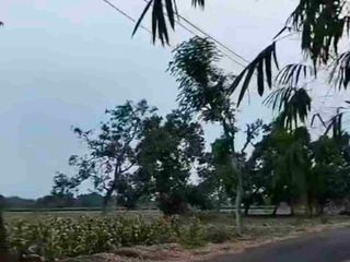 Dijual Sawah masih aktif