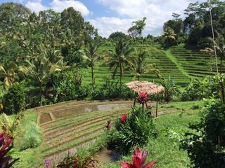 Dijual Tanah View Sawah SHM 4.650m2 di Raya Mengesta, Jatiluwih Bali