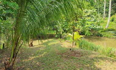 Farm Lot for Sale at Paete Laguna
