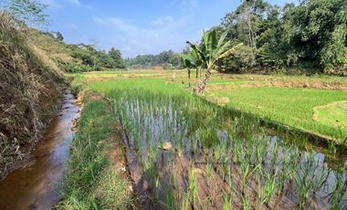 Tanah Sawah Produktif 3833 m2 Dijual Murah di Darangdan Purwakarta