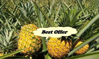 RUSH! FARM LOT for Sale in Cavite Philippines