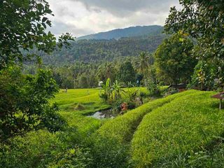 cocok Buat retreat ,perkebunan durian dan investasi