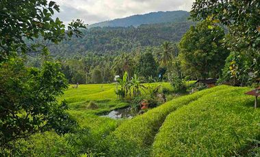 cocok Buat retreat ,perkebunan durian dan investasi