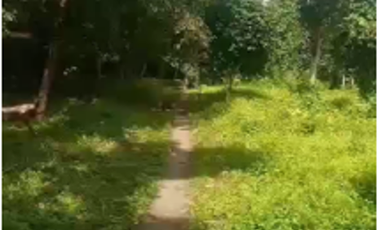 201,661 sqm  Lot for Sale in Calauan Laguna
