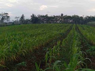 Tanah Pertanian Pamotan Dampit Malang