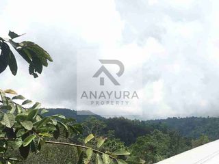 Kebun Kopi Kintamani Produktif