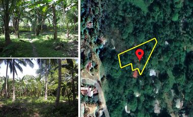 1,677 m2 / 18,062 ft2 | Central Estate at the El Nido Airport