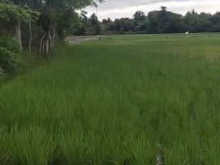 🌟 TANAH LUAS 1,5 HEKTAR DI GINTUNG, SUKADIRI – TANGERANG BANTEN 🌟