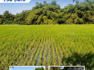 Dijual Tanah Sawah Lokasi Wonolopo, Tasikmadu, Karanganyar