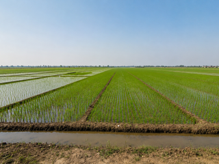 Lahan Sawah Pemalang Cocok Untuk Perumahan, Lebar Bagus