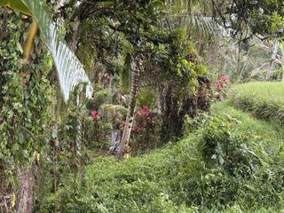 tanah kebun murah penebel Tabanan (IT)