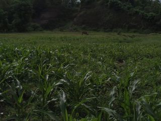 Tanah Buleleng Singaraja celukan bawang gerokgak (IT)