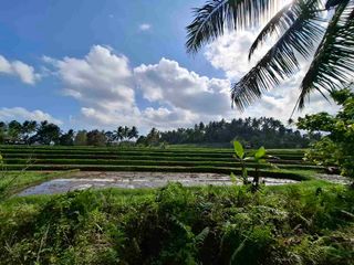 di jual tanah kebun manggis langka dan  subur dengan view sawah terasering yang menggelingi lahan