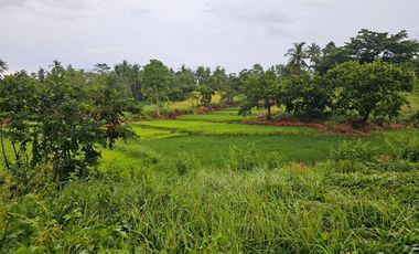 🌿 8.8-Hectare Affordable Titled Property for Sale – Trinidad, Bohol Prime Agricultural and Investment Property in Northern Bohol