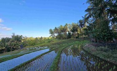 Butuh uang cepat dijual tanah datar view sawah di tabanan bali