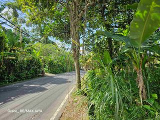 Tanah 35 Are di Raya Payangan Ubud, dekat Payangan Hospital