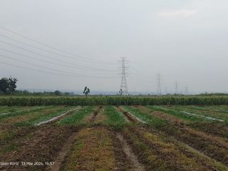 Dijual Tanah Sawah Susukan Agung Cirebon Cocok Untuk Pertanian