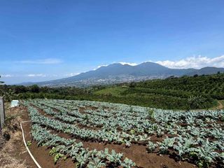 Investasi Sekaligus Panen! Kebun Durian & Alpukat Produktif di Kota Batu.