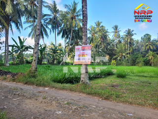 DIJUAL KEBUN LUAS DI BANJARSARI BANYUWANGI