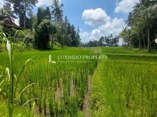 DISEWAKAN JANGKA PANJANG TANAH 91,8 ARE DI PAYANGAN