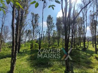 Di Jual Tanah Bonus Pepohonan Cengkeh Produktif di Nongkojajar Pasuruan