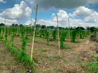 Farm Lot For Sale in Calamba Laguna