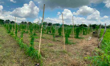 Farm Lot For Sale in Calamba Laguna